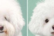 泰迪幼犬的剃毛时间和方法