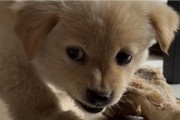狗狗护食的重要性（了解狗狗护食行为的关键）