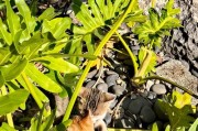 如何让小猫不怕生（培养小猫亲人性格的方法）