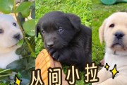 如何正确喂养拉布拉多幼犬（掌握拉布拉多幼犬喂养常识，让它们健康成长）