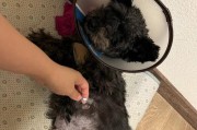 狗子宫摘除术后康复时间（了解狗子宫摘除术后的康复周期及注意事项）